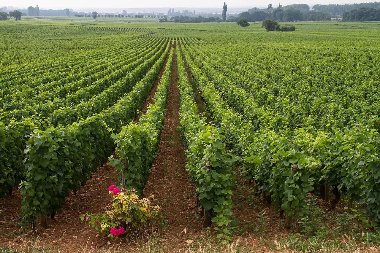 Beaune Wine Tours: Côte de Beaune vs Nuits Guide