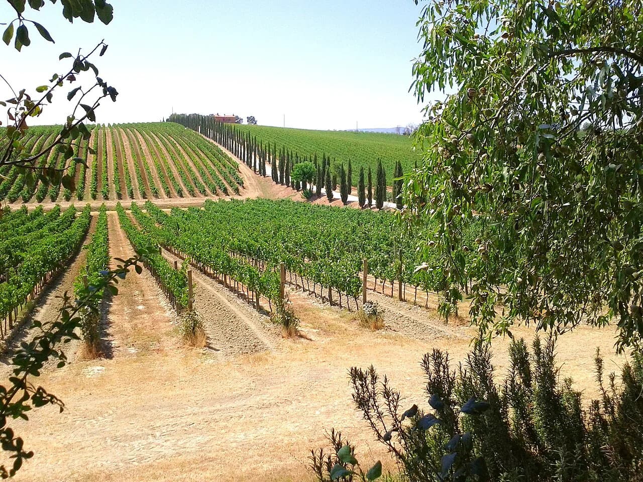 Biondi Santi Tenuta Greppo: Visit from Montepulciano Guide