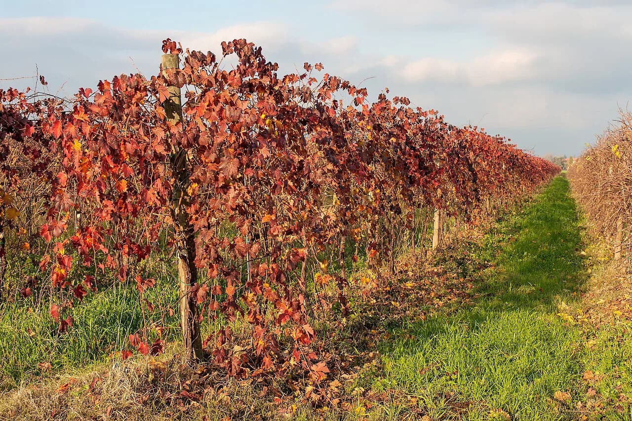 Bologna Wine Tours: Colli Bolognesi & Pignoletto Picks