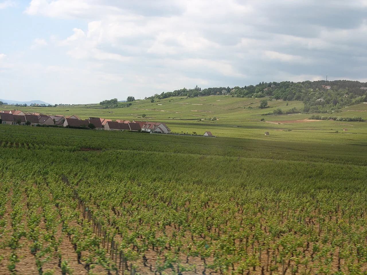 Burgundy Wine Tour: Beaune vs Dijon Base Guide