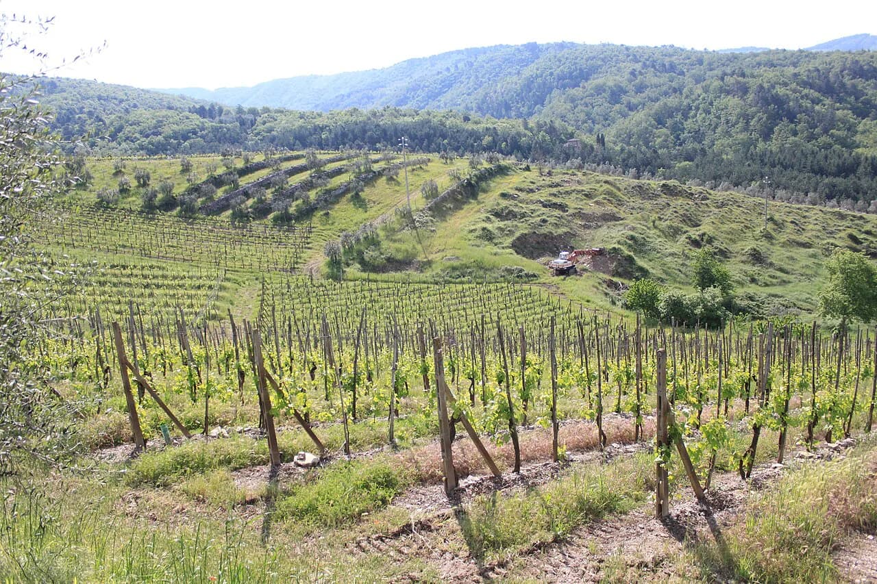 Castellina in Chianti Wine Tasting: Estates, Prices and Getting There