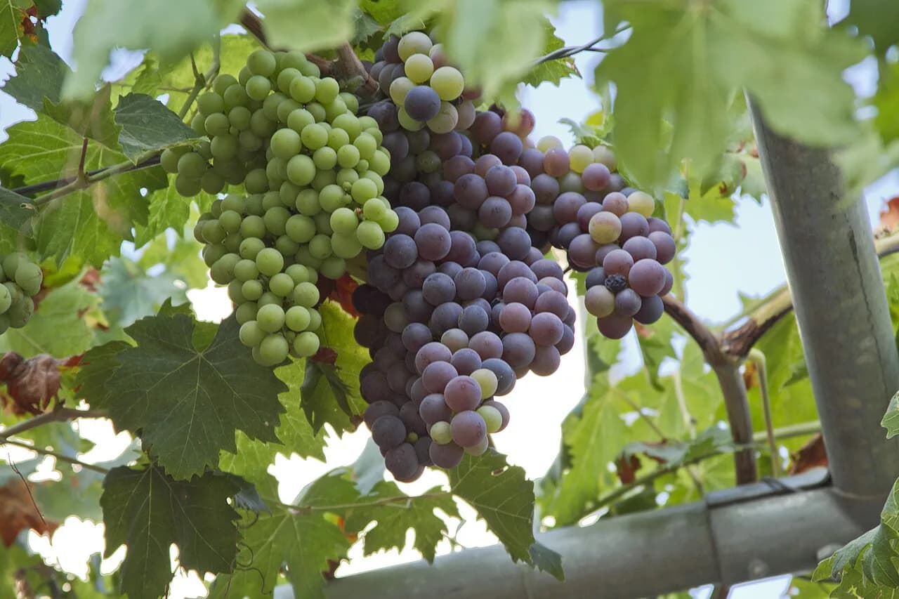Chania Wineries: Where to Taste Cretan Wine Near Chania
