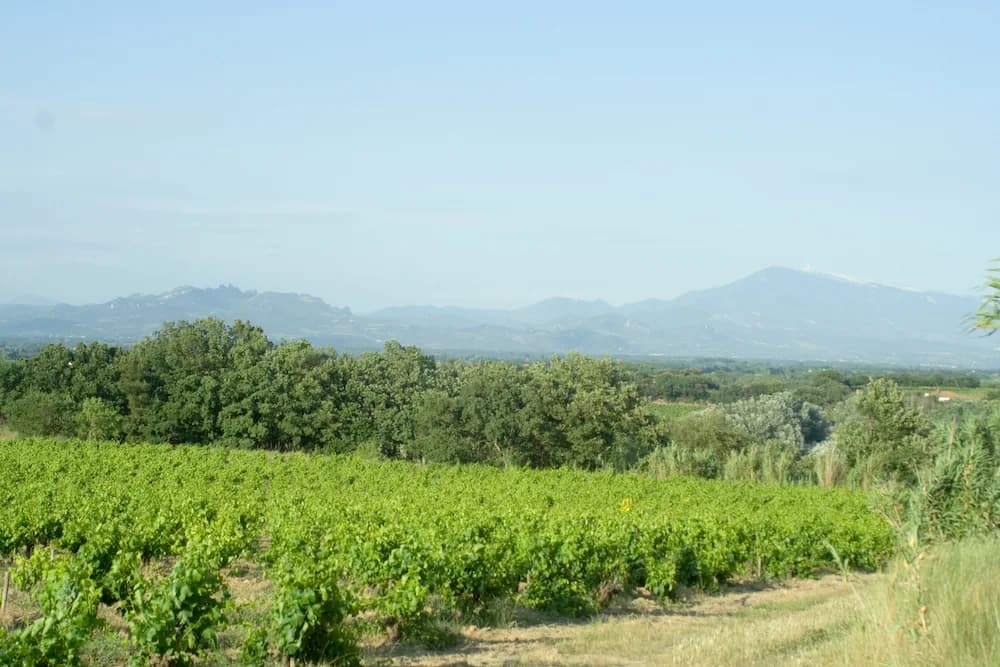 Château de Vaudieu Guide: Châteauneuf-du-Pape from Avignon