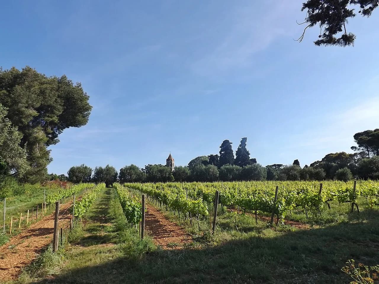 Château Saint-Maur: Cannes Guide to This Provence Cru Classé
