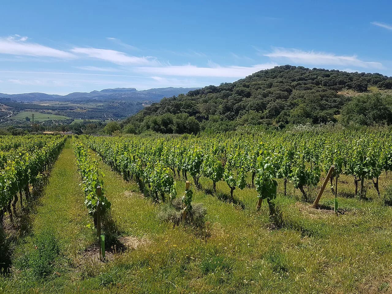 Cortijo Los Aguilares: Visiting This Ronda Winery