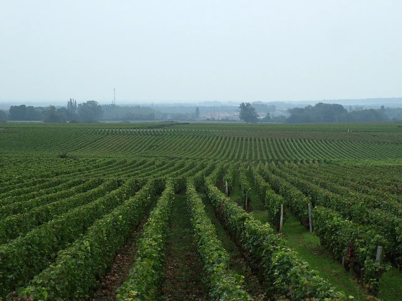Dijon Wine Tours: Côte de Nuits & Beaune Private vs Group