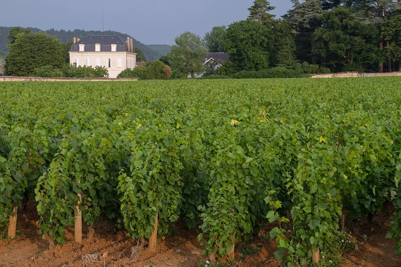 Domaine Chanson Beaune Guide: Tasting & Cellar Booking