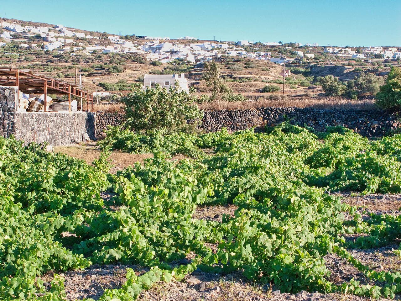 Domaine Sigalas, Santorini: Booking a Visit and Tasting