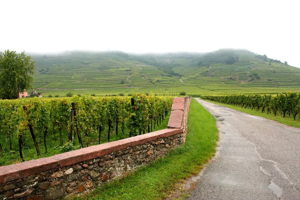 Domaine Weinbach Guide: Colmar to the Kaysersberg Estate