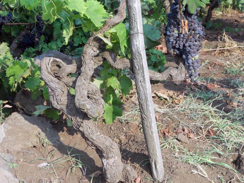 Firriato Cavanera Etnea: Tasting & Visiting from Taormina