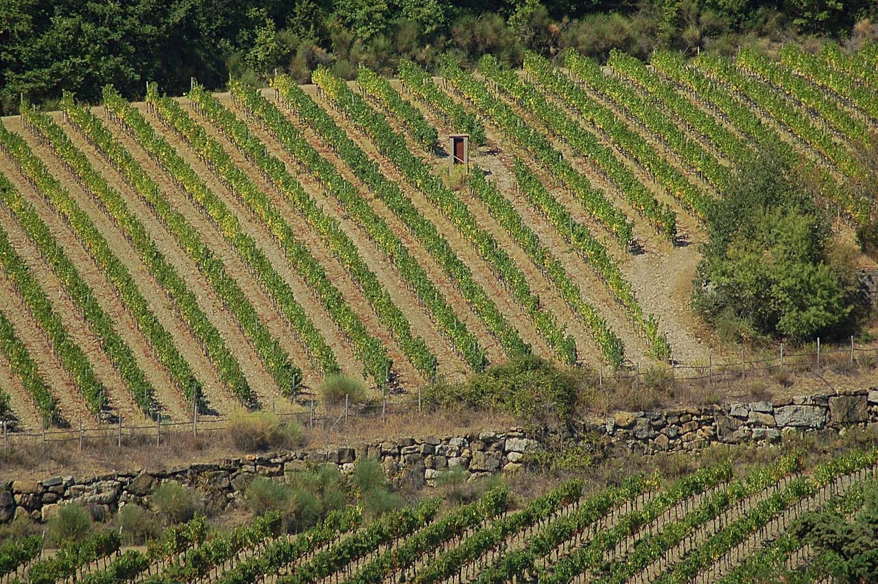 Fontodi Winery: Visiting the Panzano Estate from Siena