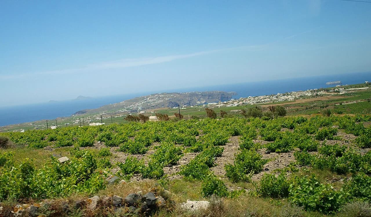 Gavalas Winery Santorini: Tasting, Booking, Getting There