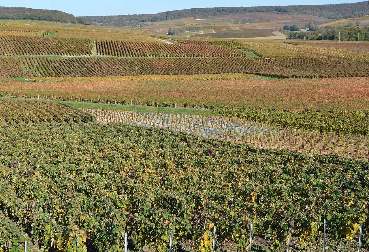Hautvillers Guide: Tastings, Dom Pérignon Abbey & Reims Tips