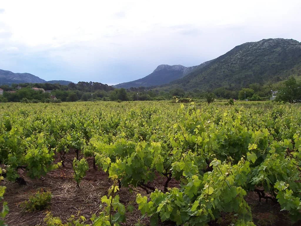Wine Tour Hvar: Choosing a Tasting Tour from Hvar Town