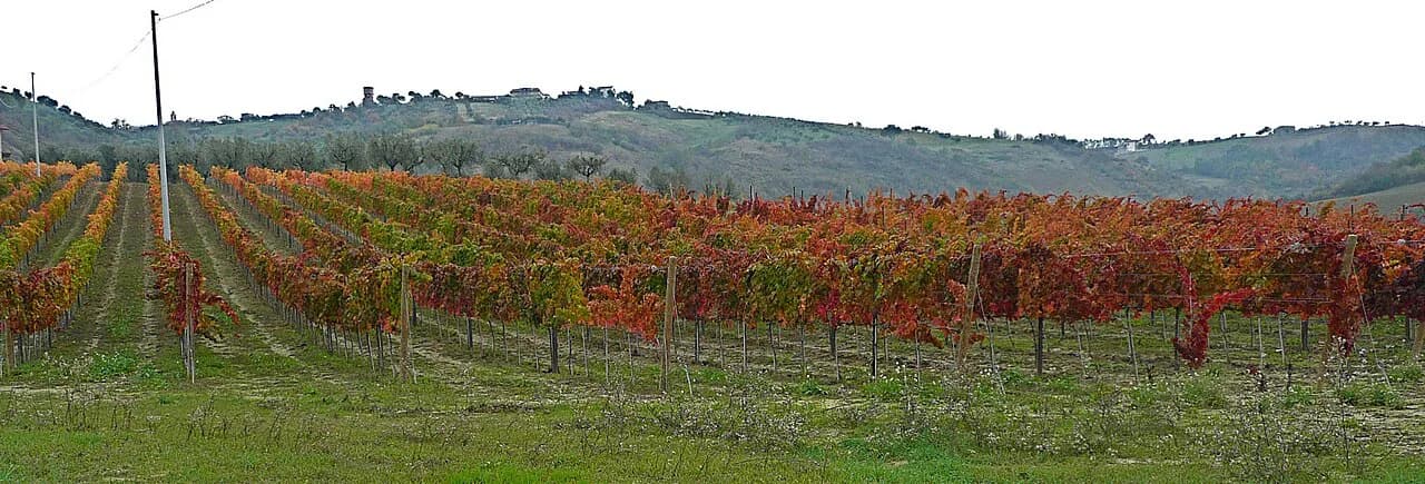 La Braccesca: Visiting Antinori's Montepulciano Estate