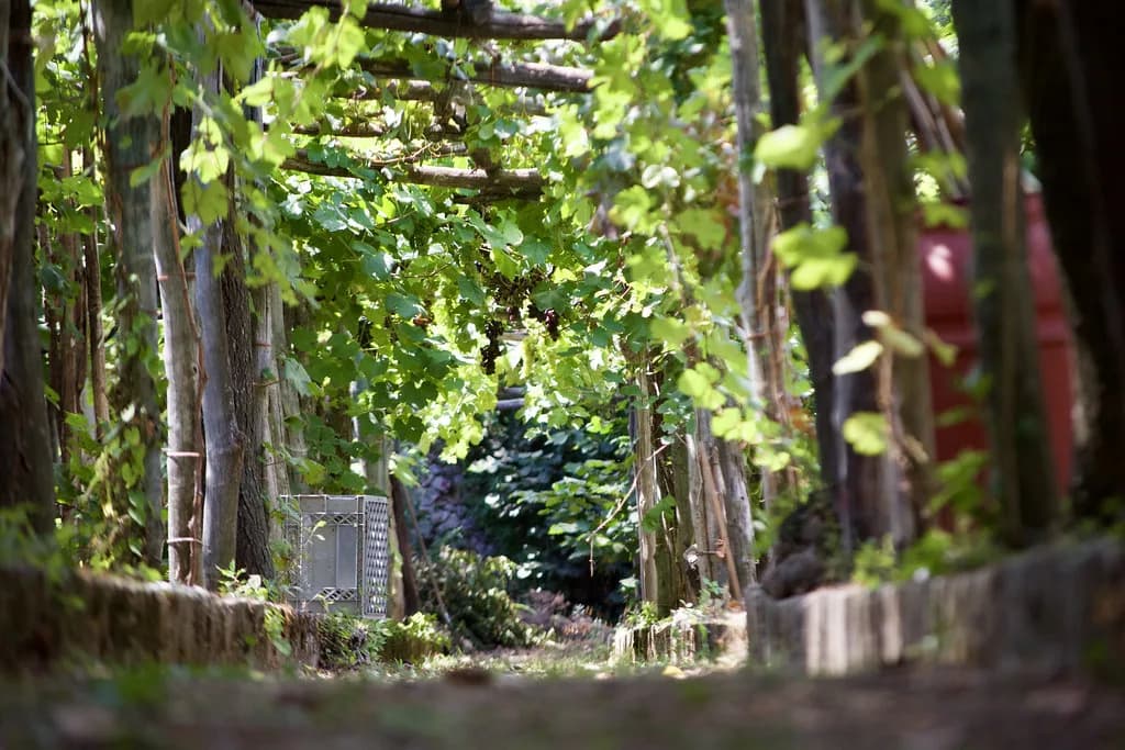 Le Vigne di Raito: Visiting the Amalfi Coast Vineyard