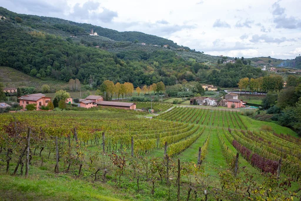 Wine Tasting in Lucca: Which Winery and Tour to Choose