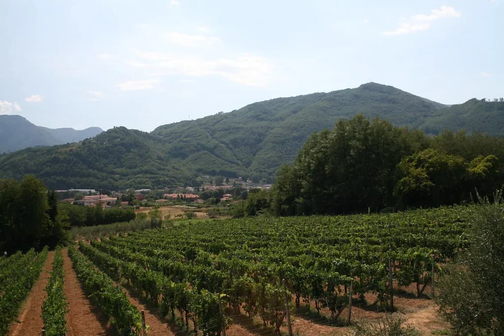 Lucca Wine Tours: Chianti, Versilia and Hills Compared