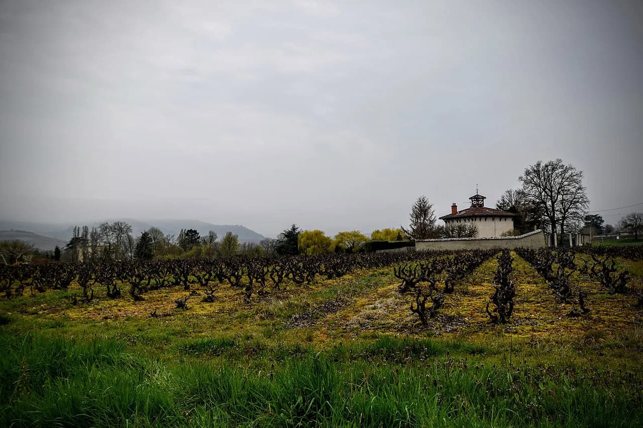 Lyon Wineries: Beaujolais & Rhône Tasting Trips No Car