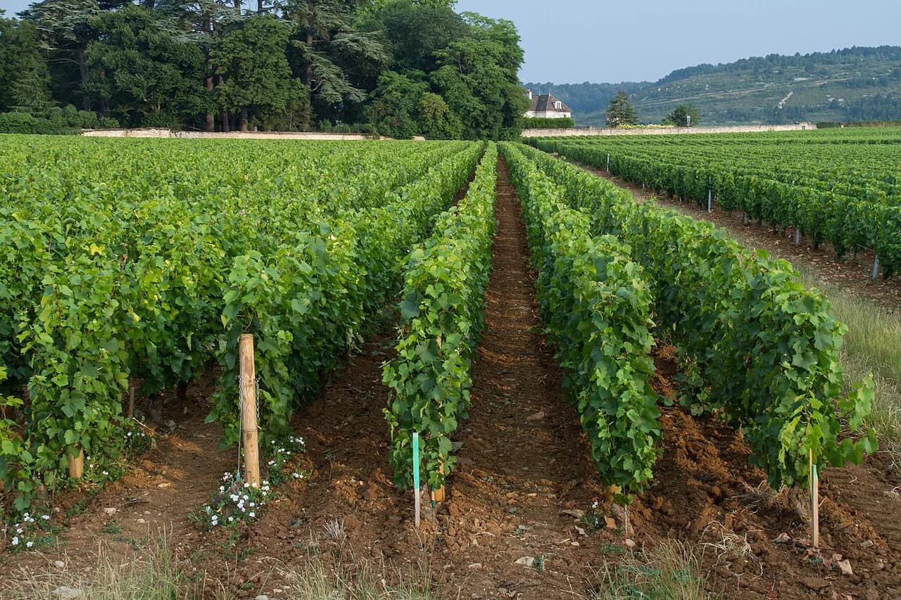 Marché aux Vins Beaune: Self-Guided Cellar Tasting Guide