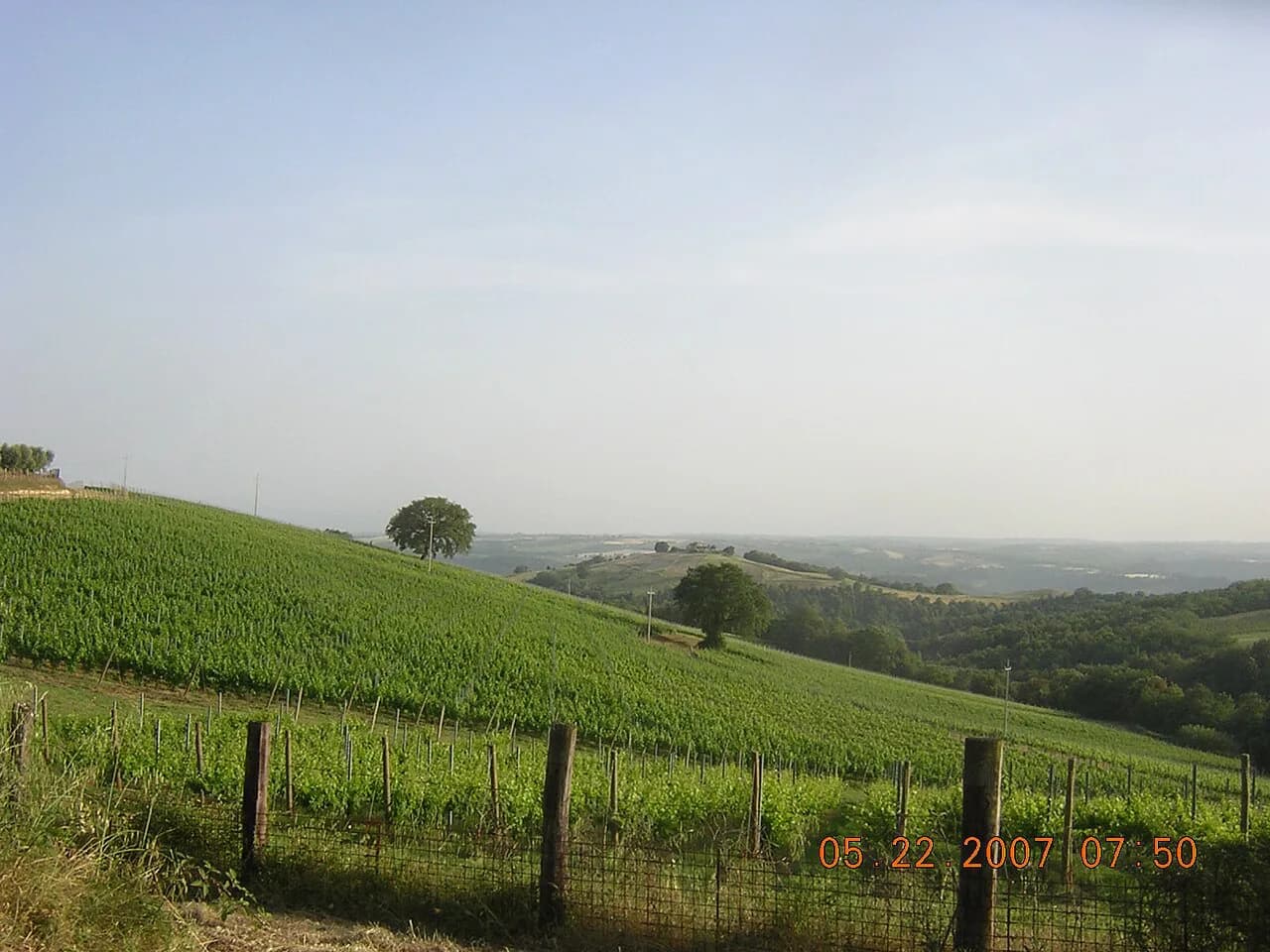 Orvieto Wineries: Where to Taste Orvieto Classico