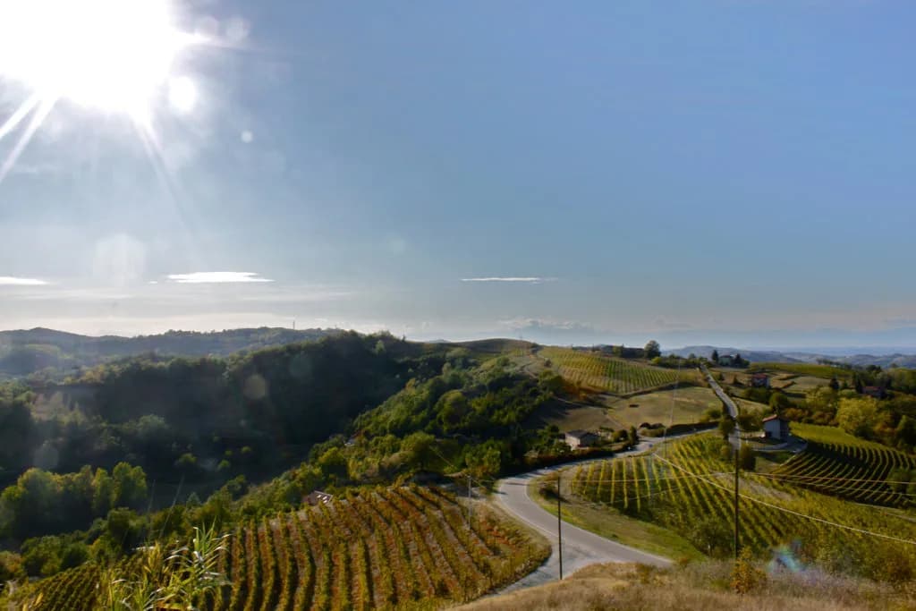 Pio Cesare Winery in Alba: Visiting from Turin