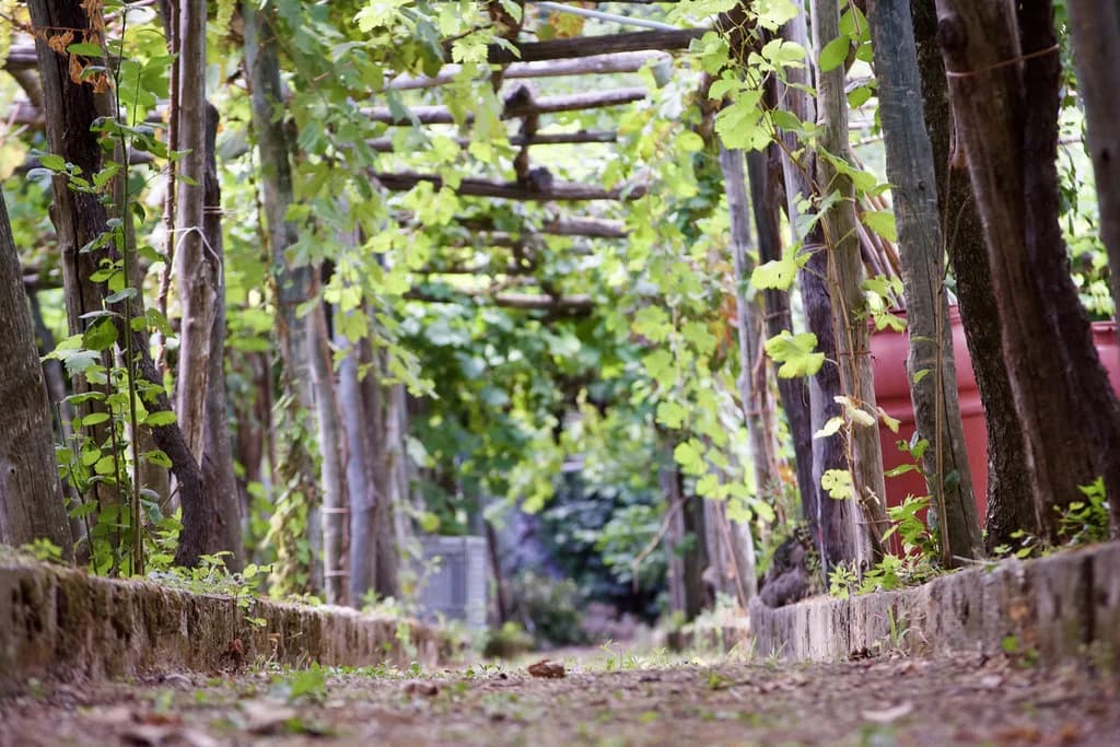 Ravello Wine: Where to Taste on the Amalfi Coast
