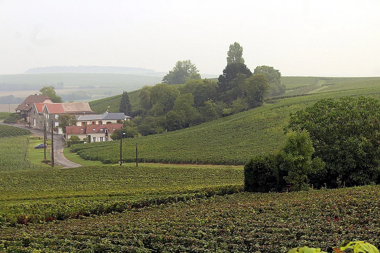 Champagne Tours from Reims: Houses, Growers and Minivan Days