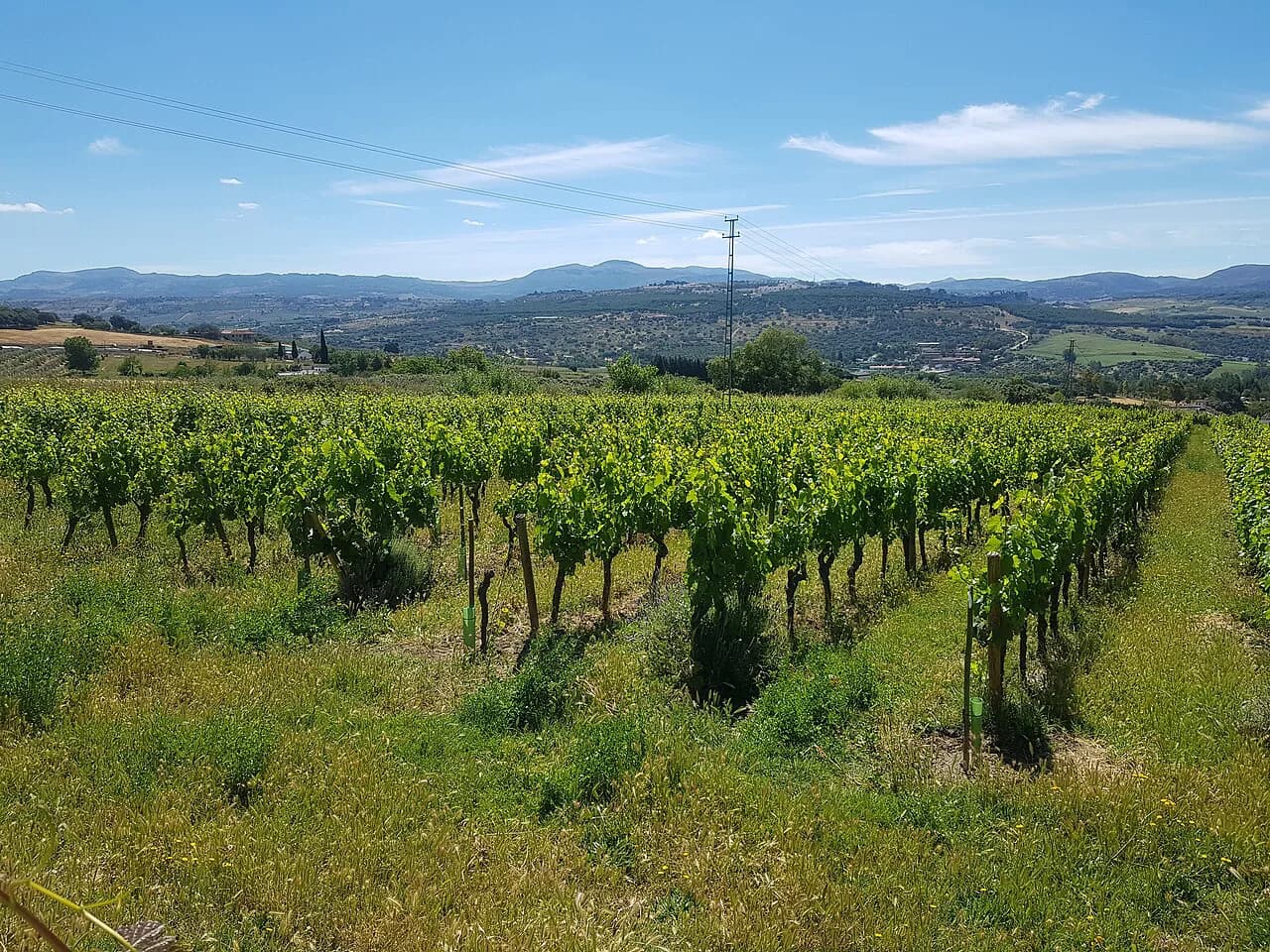 Ronda Wine Tours: Planning a Tasting Day in Andalusia