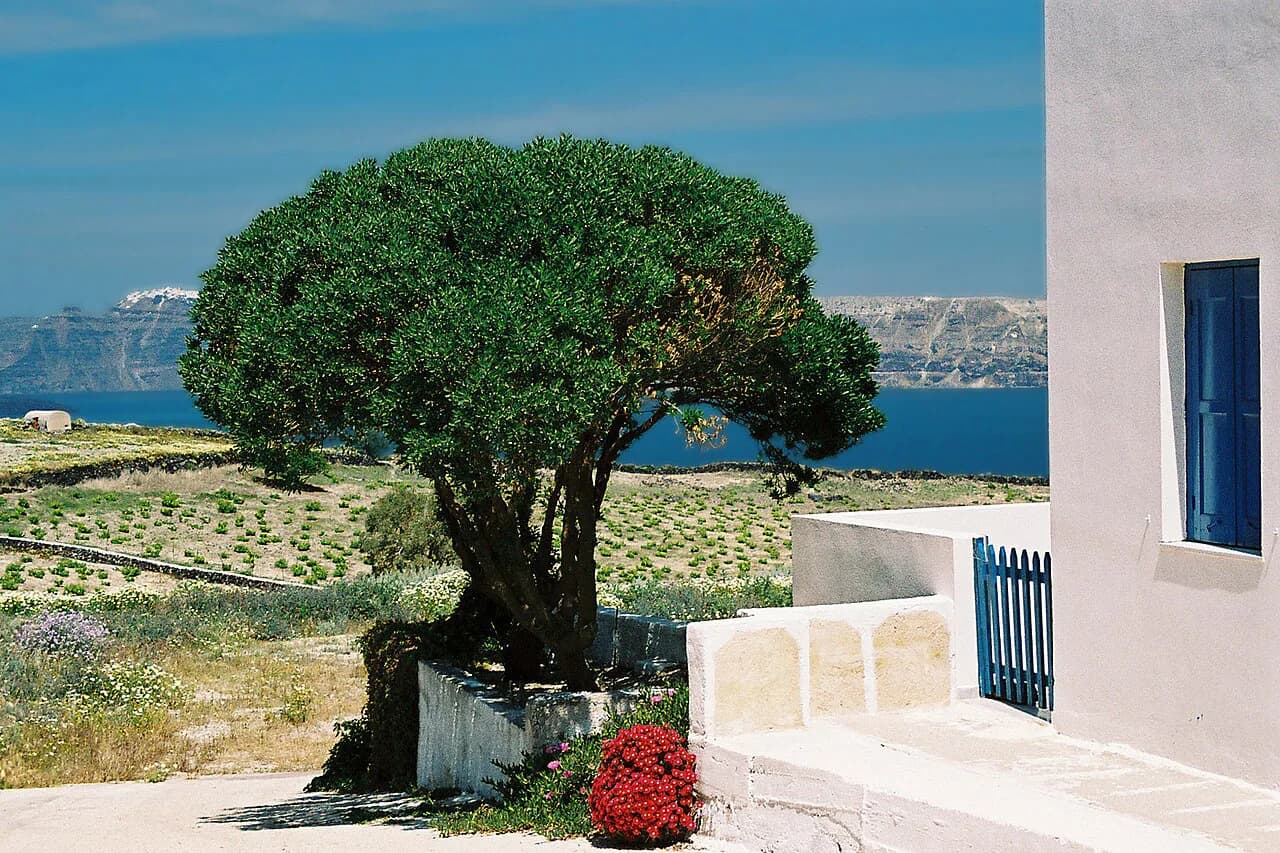 Santorini Wine Museum: Cave Visit, Tasting and Getting There
