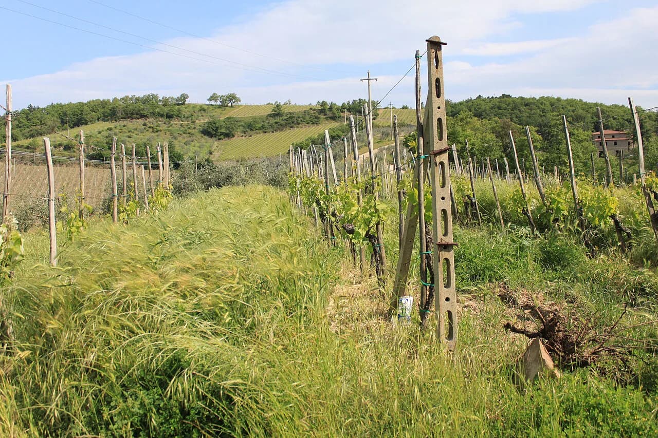 Siena Wine Tours: Chianti, Montalcino or Montepulciano?