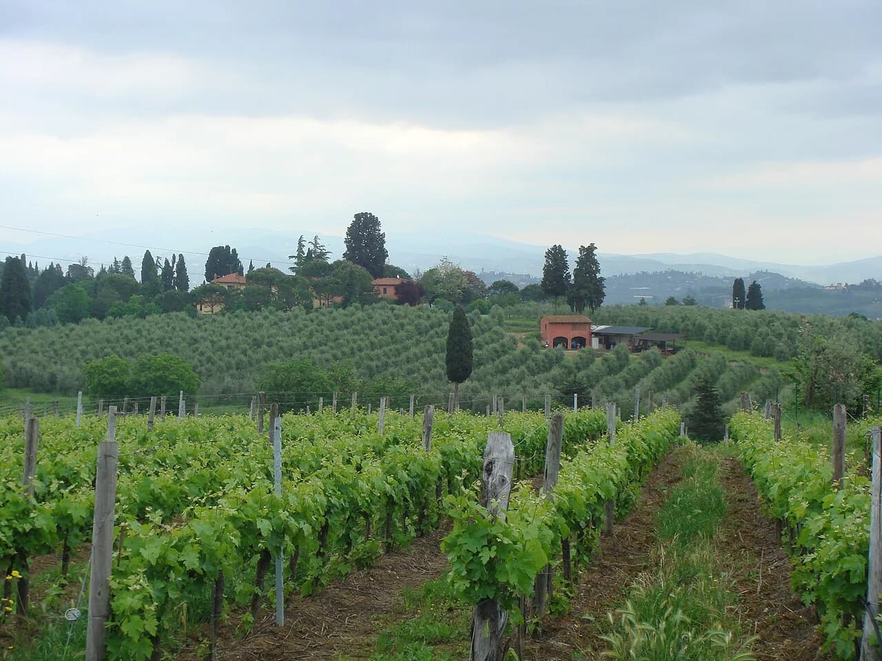 Wineries in Siena: Where to Taste and How to Get There