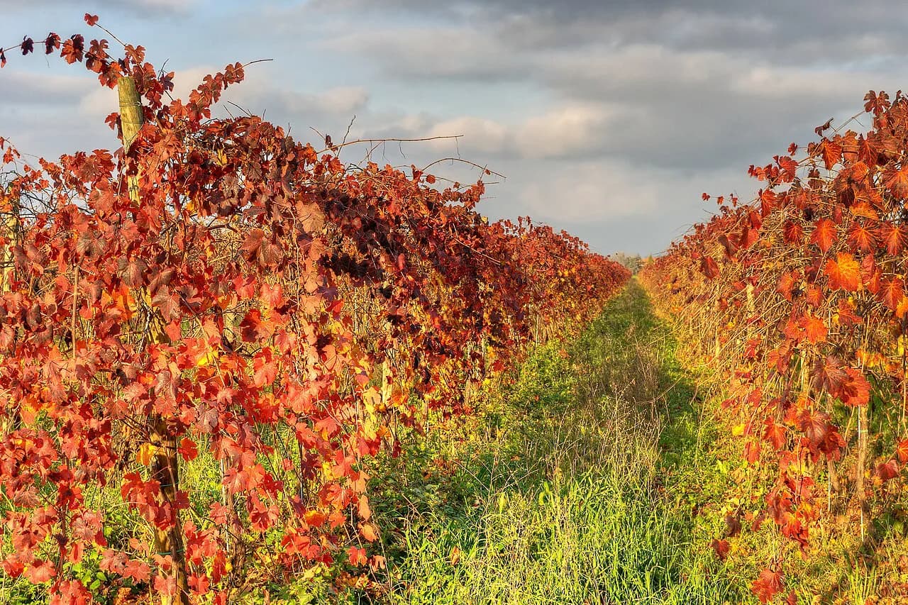 Tenuta Bonzara Guide: Colli Bolognesi Winery Near Bologna