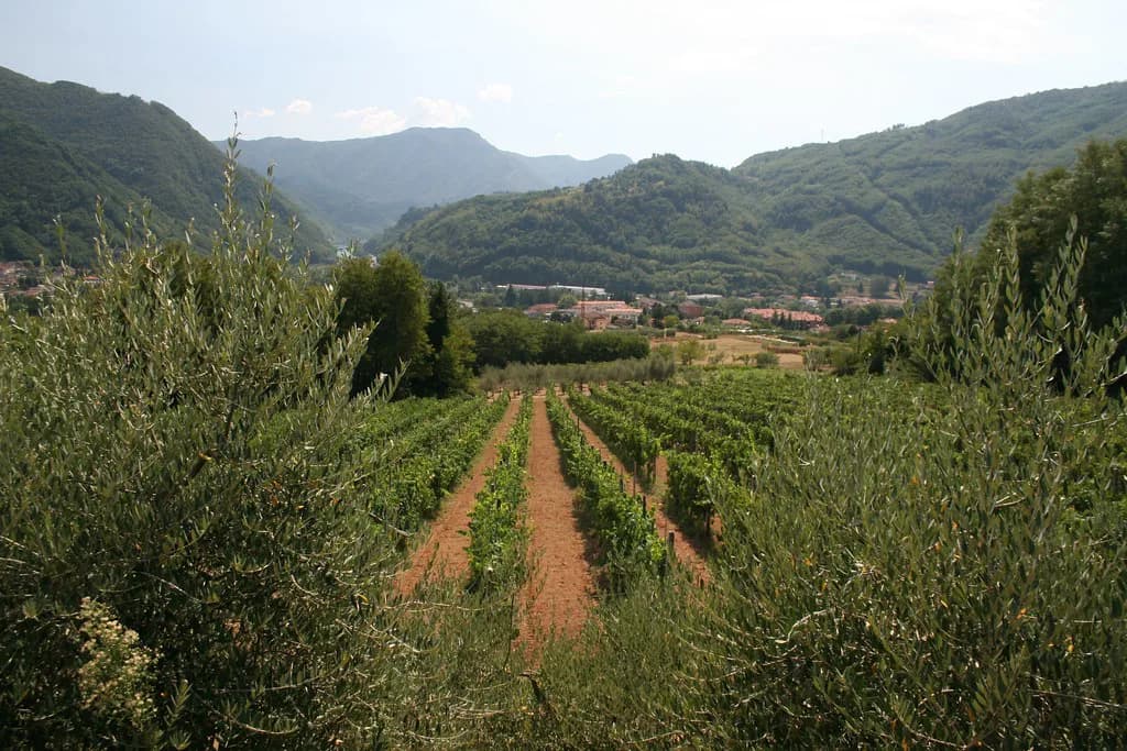 Tenuta di Valgiano: Planning a Visit to a Lucca Hills Estate