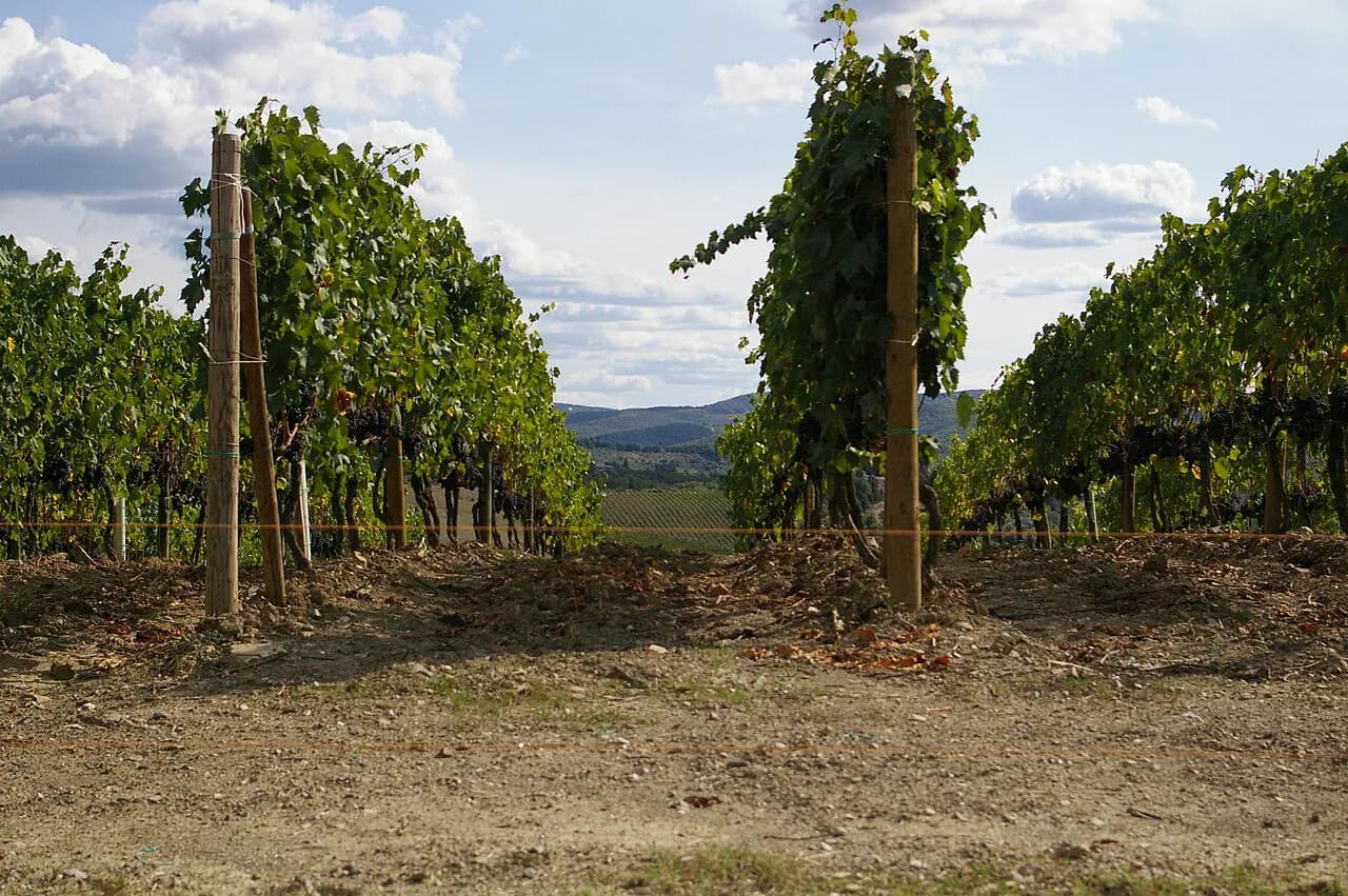 Wineries in Tuscany: Best Siena Base Towns to Choose
