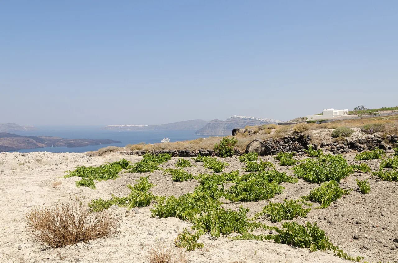 Venetsanos Winery, Santorini: A Guide to Tastings & Views