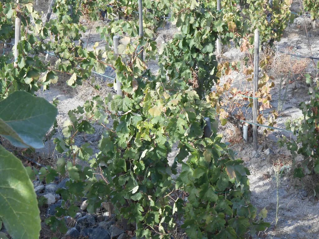Vinsanto on Santorini: What It Is and Where to Taste It