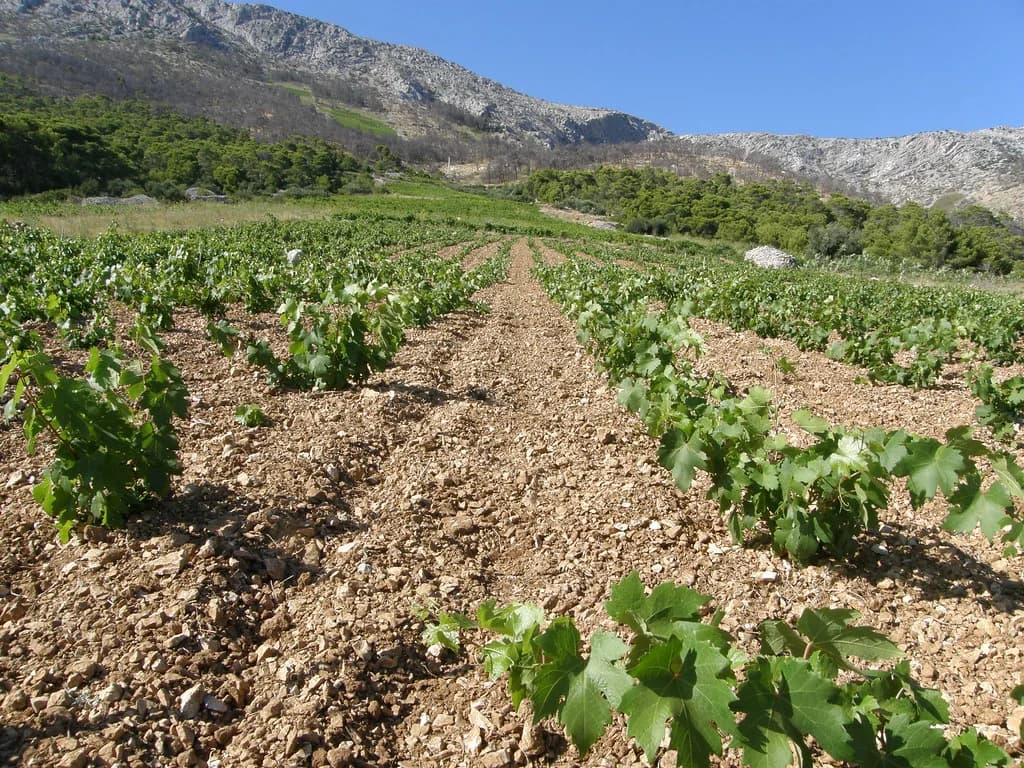 Zlatan Otok, Hvar: Tasting, Dining & Getting There Guide