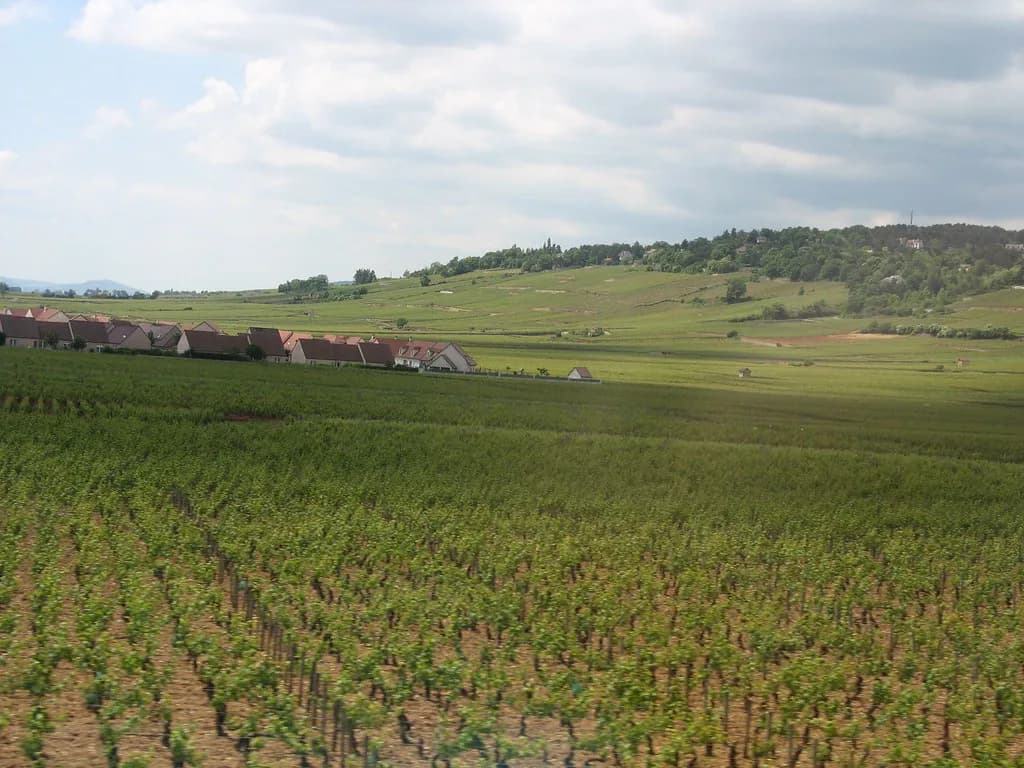 Albert Bichot, Beaune: Tasting and Cellar Visit Guide