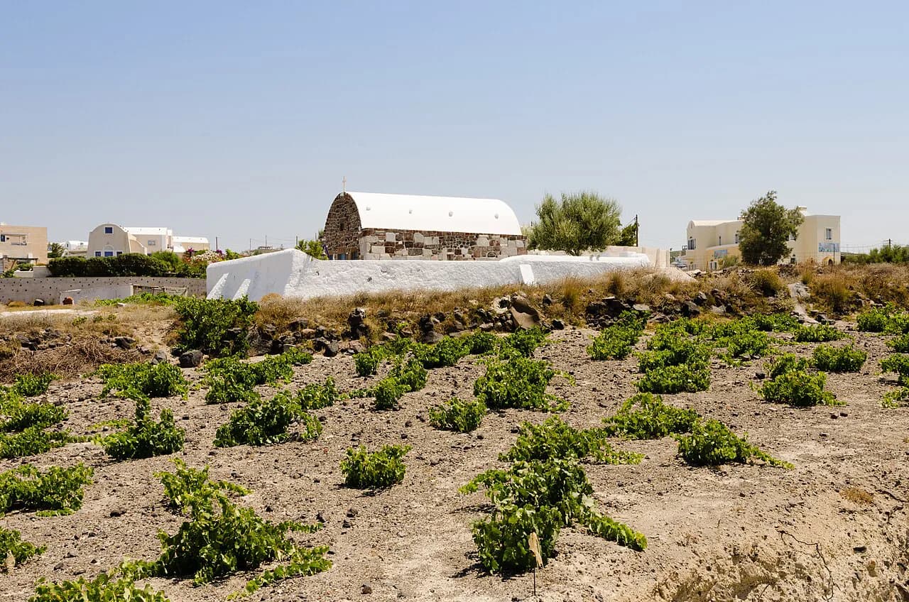 Artemis Karamolegos Santorini: Winery Visit Guide