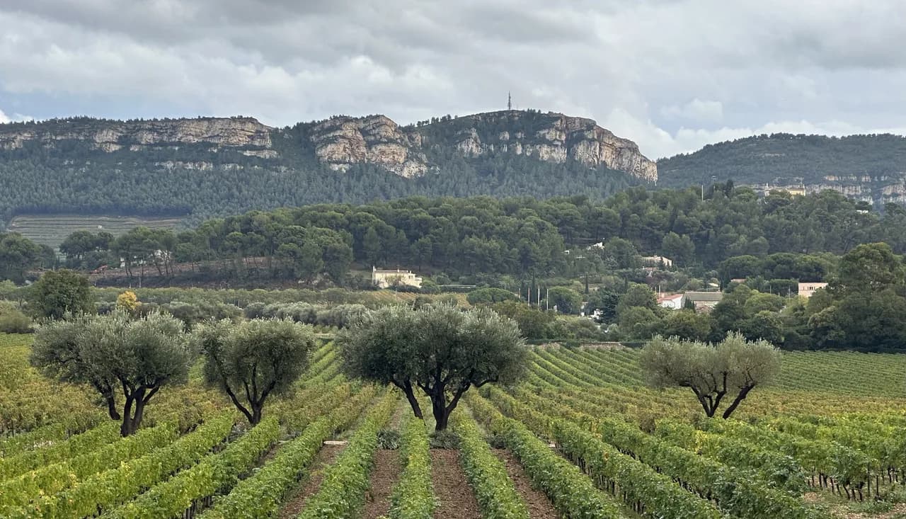 Bandol Wineries: Planning a Tasting Day from Marseille