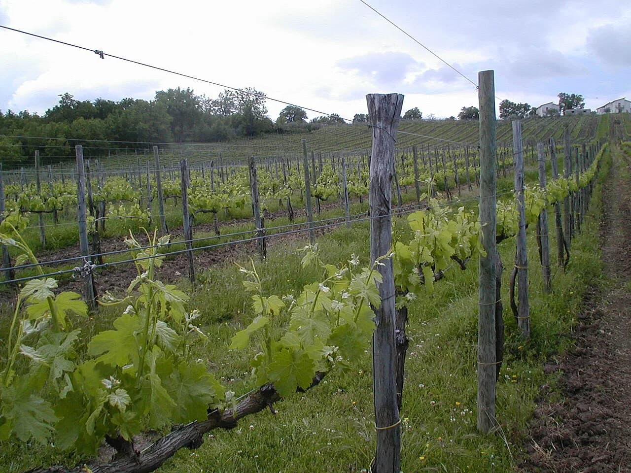 Cantina del Vesuvio: Tasting on Vesuvius from Sorrento