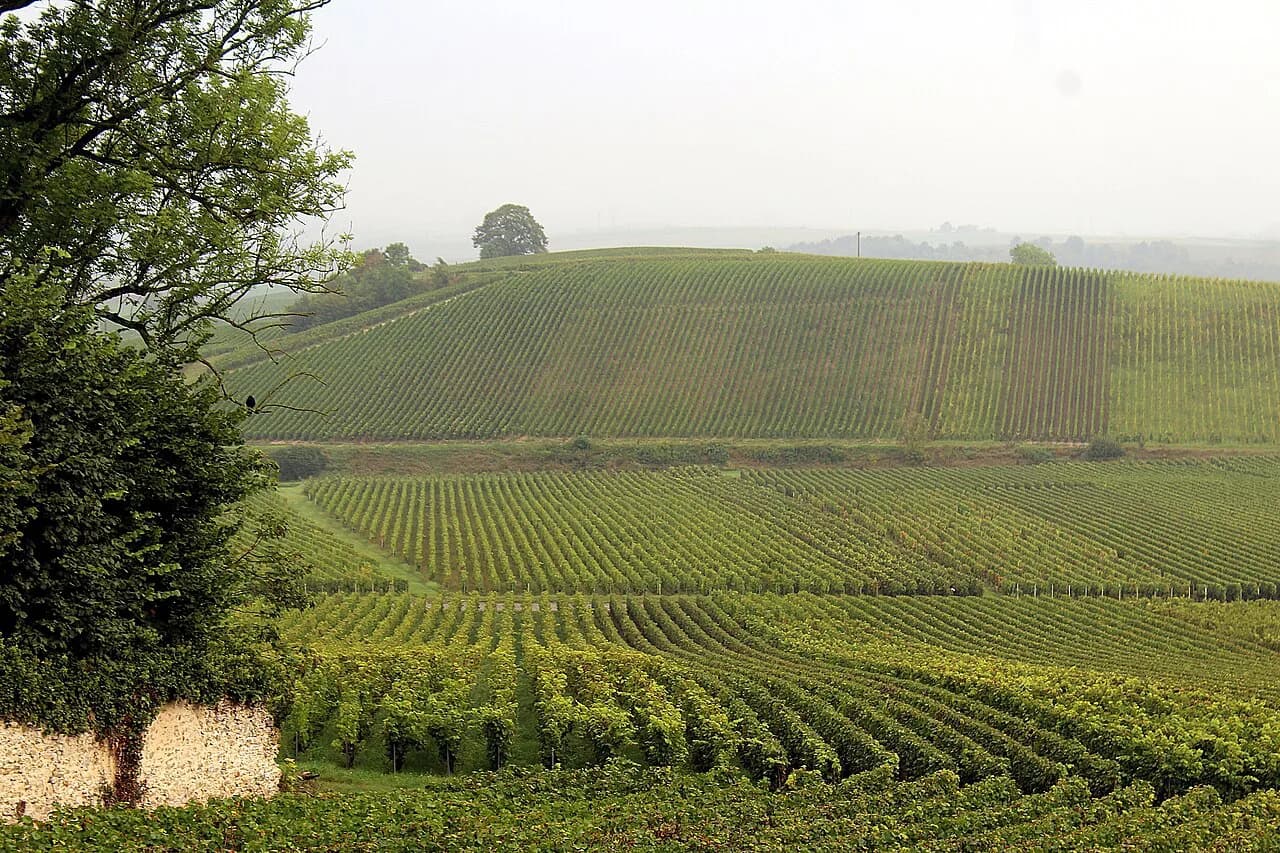 Champagne Tours From Paris: DIY by Train vs Guided Day Trip