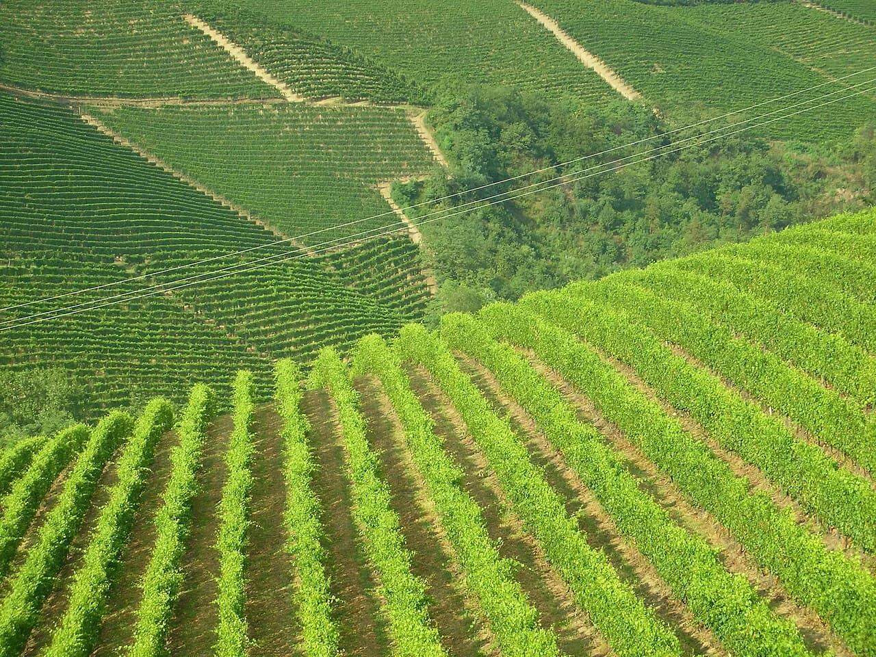 Damilano Winery: Plan a Turin Day Trip, Booking & Tastings