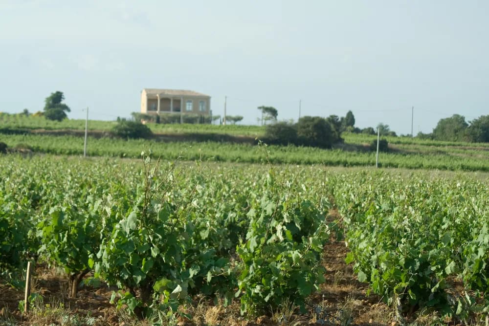 Domaine du Pégau Guide: Plan a Visit from Avignon