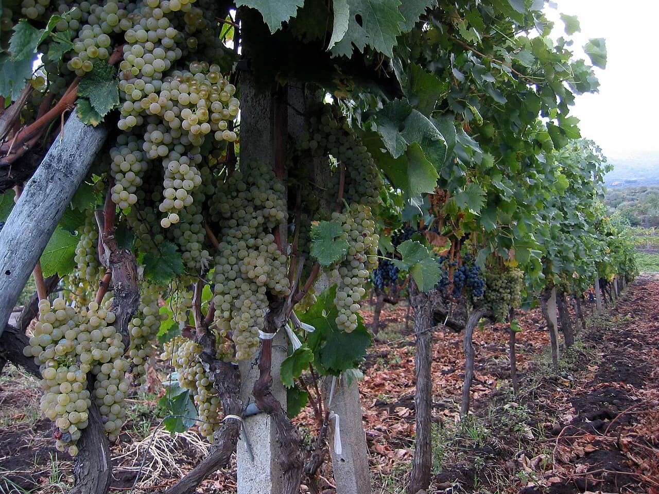 Graci Winery on Mount Etna: Visiting from Taormina