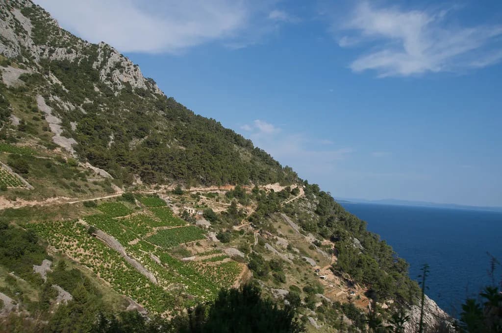 Hvar Wineries: Where to Taste and How to Get There