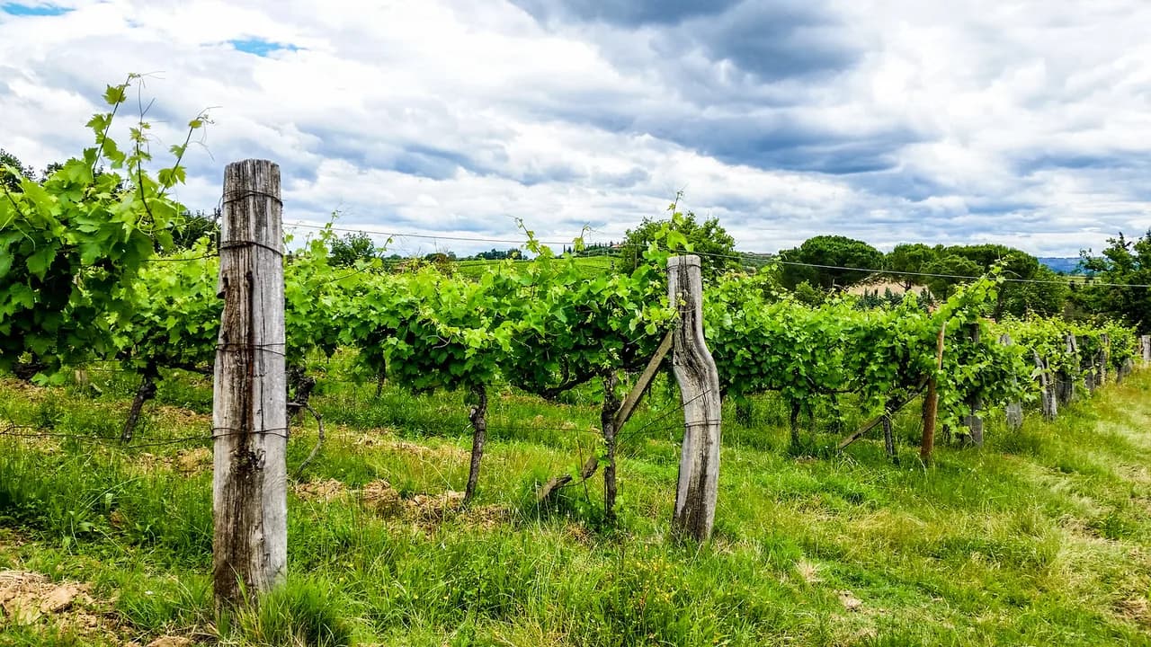 Il Colombaio di Santa Chiara: San Gimignano Winery Guide