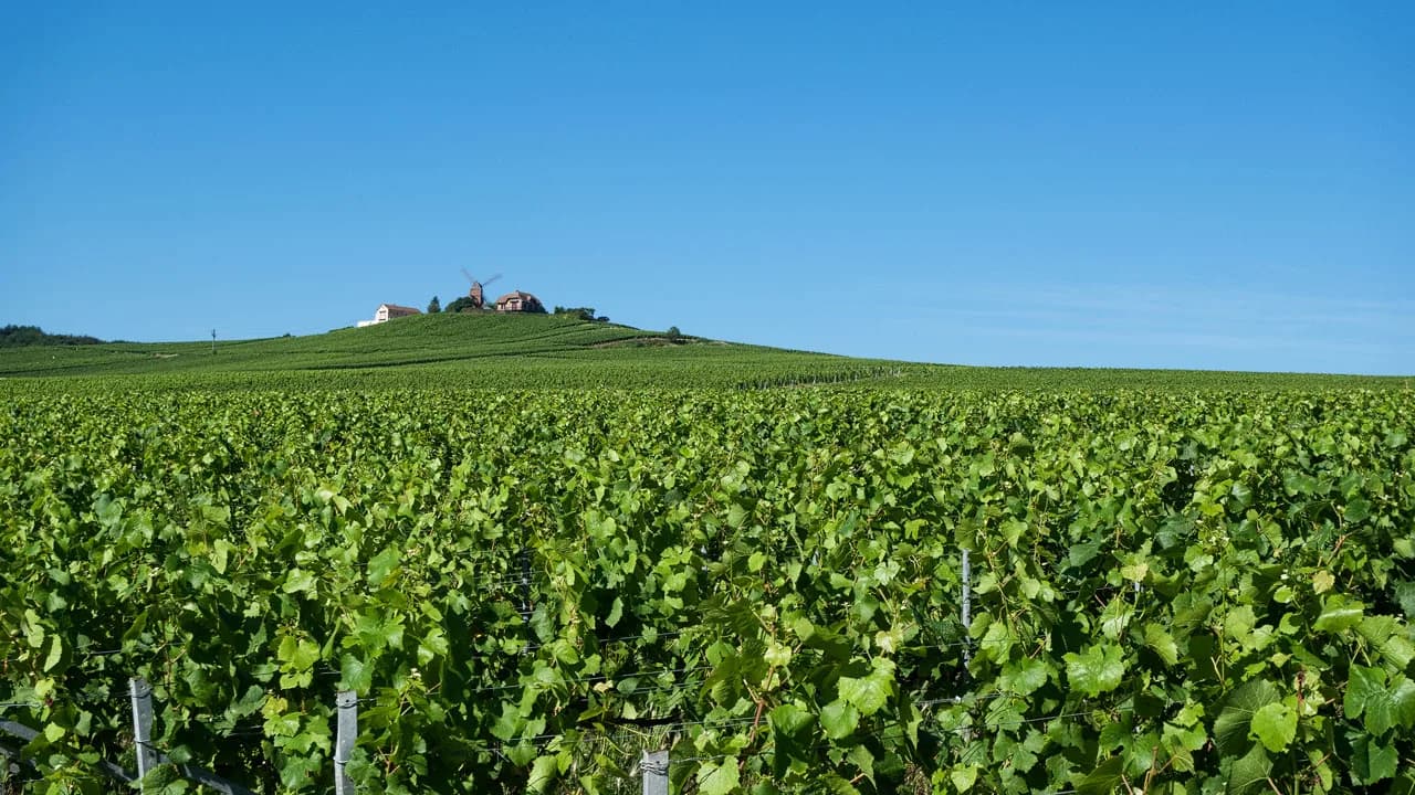 Moët & Chandon Tour from Reims: Pick the Right Visit