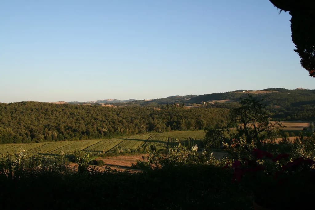 Montepulciano Wine Tours: Town Cellars vs. Country Estates